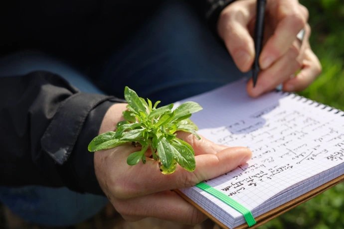 Xanpora stage plantes sauvages au Pays Basque