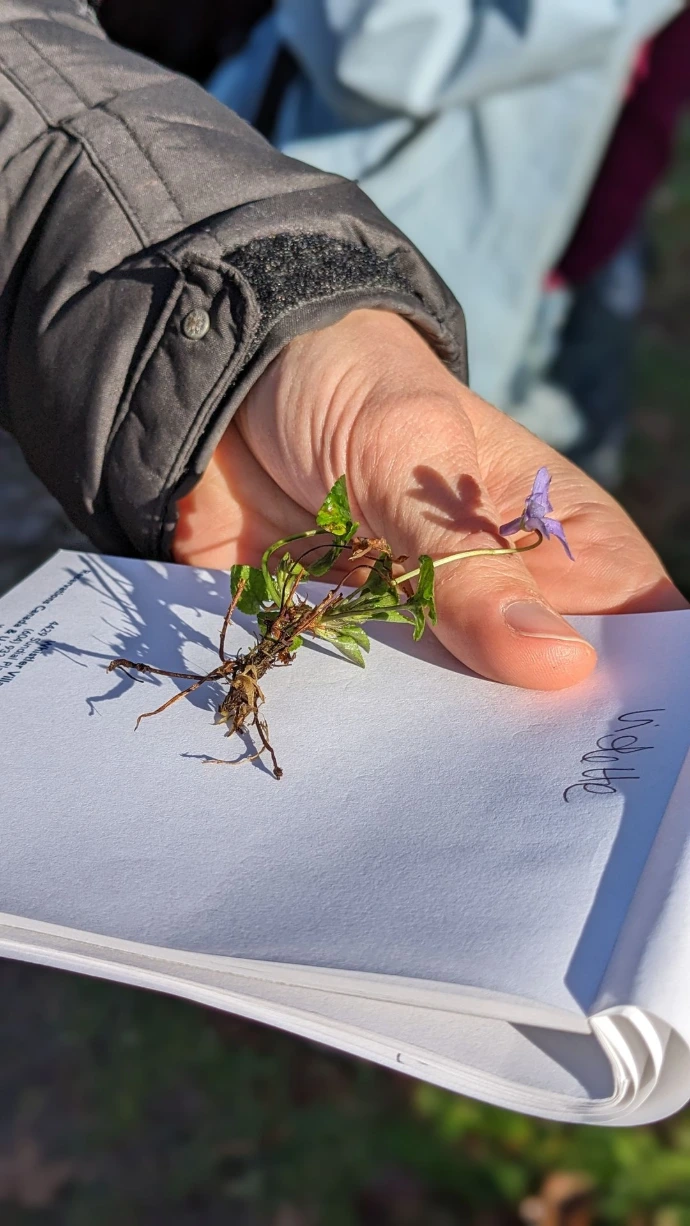 Xanpora stage plantes sauvages au Pays Basque