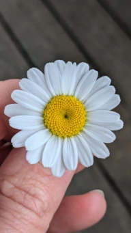 Marguerite tenue dans une main, l'une des plantes sauvages comestibles cueillies au printemps