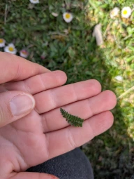 Main d'enfant tenant une feuille d'achillée millefeuille trouvée pendant la chasse au trésor gourmande