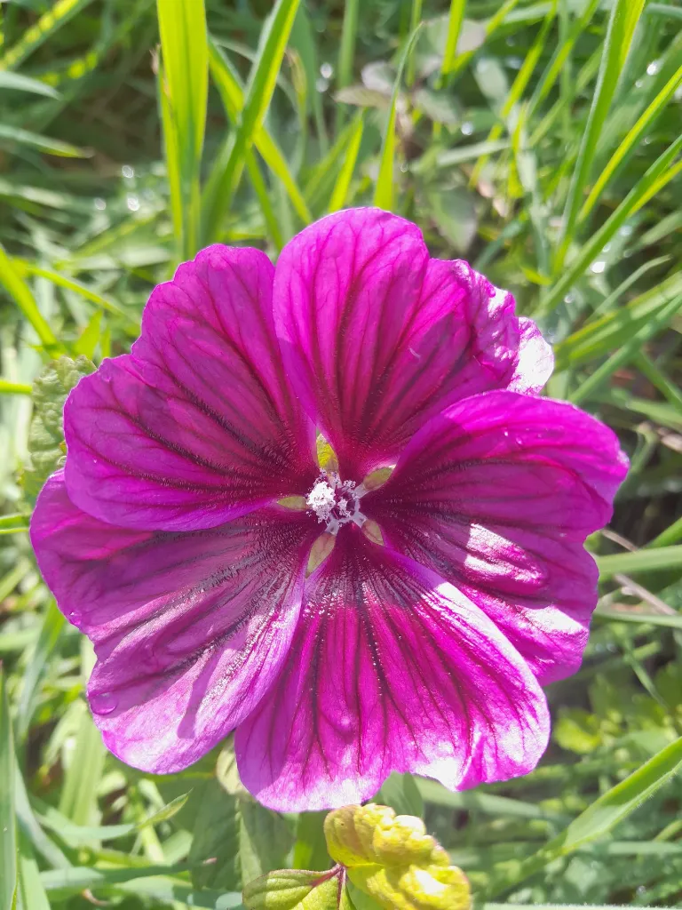xanpora-plantes-sauvages-pays-basque-66.webp