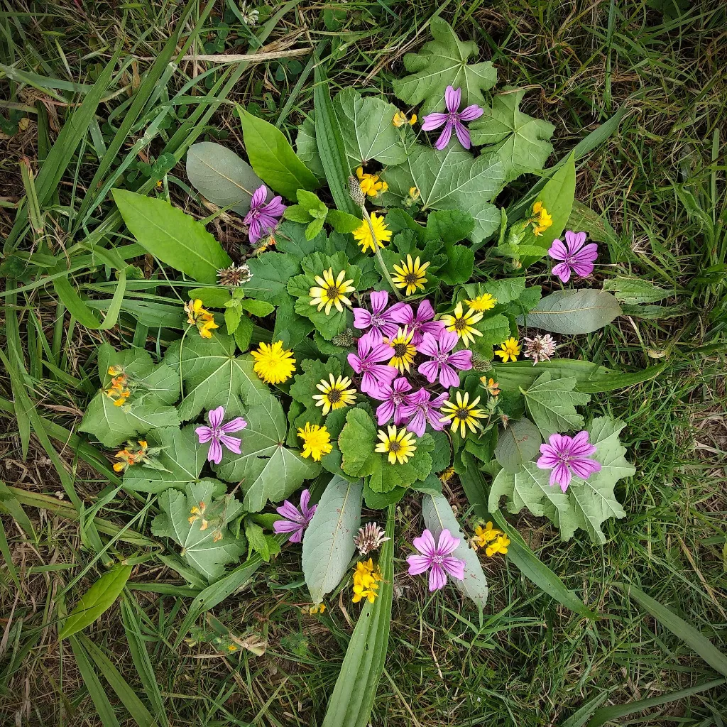 xanpora-plantes-sauvages-pays-basque-15.webp