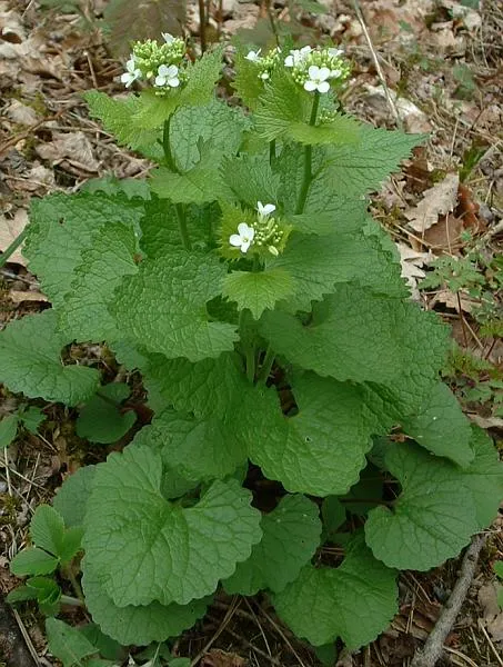 xanpora-plantes-sauvages-pays-basque-92.webp