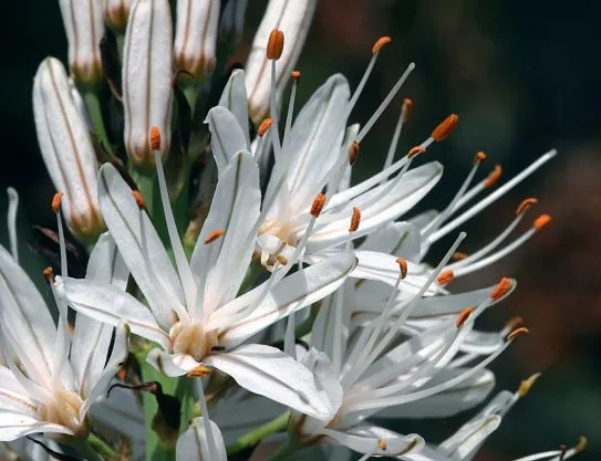 xanpora-plantes-sauvages-pays-basque-50.webp