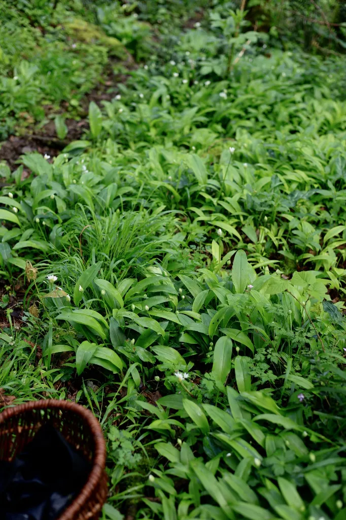 xanpora-plantes-sauvages-pays-basque-80.webp